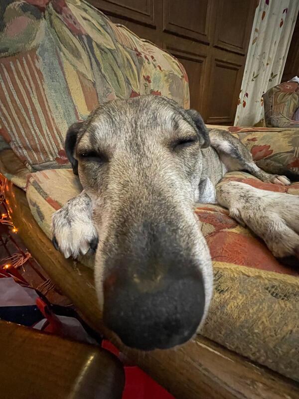 A blurry photo of a dog with grey fur. The photo is a close-up on her nose, which is filling a large portion of the frame, and the rest of the photo is her face, with mostly closed eyes and ears folded back. She's resting on the arm of a comfy chair, half-asleep.